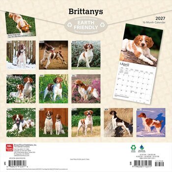 Calendrier 2027 Chien Race Epagneul Breton