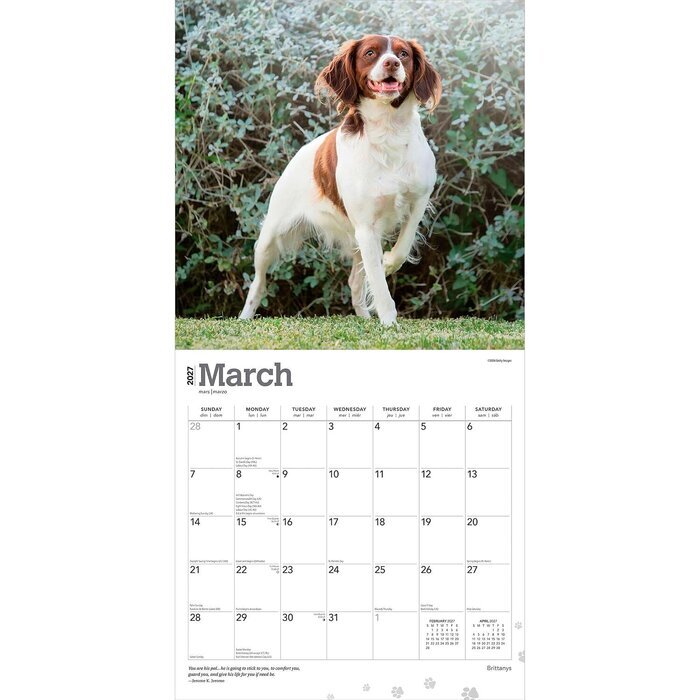 Calendrier 2027 Chien Race Epagneul Breton Calendrier Papier 2027 Chien Race Epagneul Breton