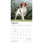 Calendrier 2027 Chien Race Epagneul Breton Calendrier Papier 2027 Chien Race Epagneul Breton