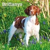 Calendrier 2027 Chien Race Epagneul Breton Calendrier Mural 2027 Chien Race Epagneul Breton