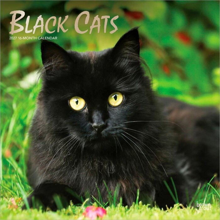 Calendrier 2027 Chats Noirs Calendrier Mural 2027 Chats Noirs