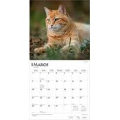 Calendrier 2027 Chats Roux Calendrier 2027 Chats Roux