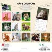 Calendrier papier 2027 Chats Maine Coon