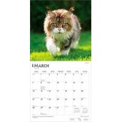 Calendrier 2027 mural Chats Maine Coon