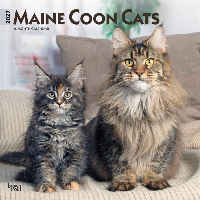 Calendrier 2027 Chats Maine Coon
